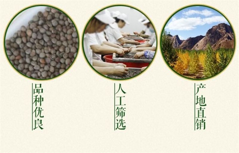 紫苏种子春夏播种一年生草本简单易管理适应能力强