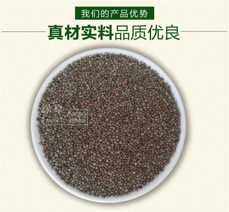 紫苏种子春夏播种一年生草本简单易管理适应能力强