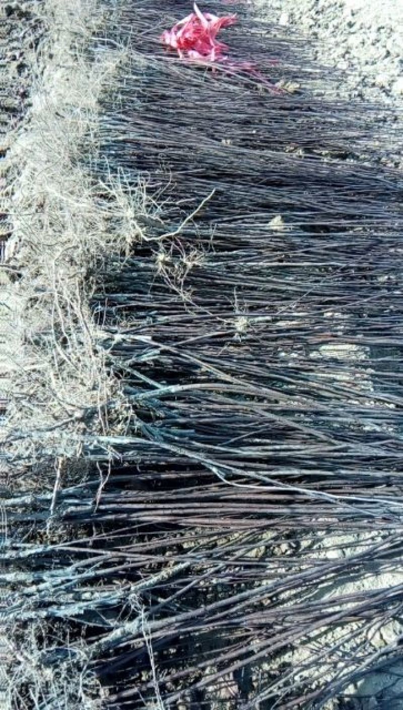 200万紫叶矮樱100~150cm2cm以下