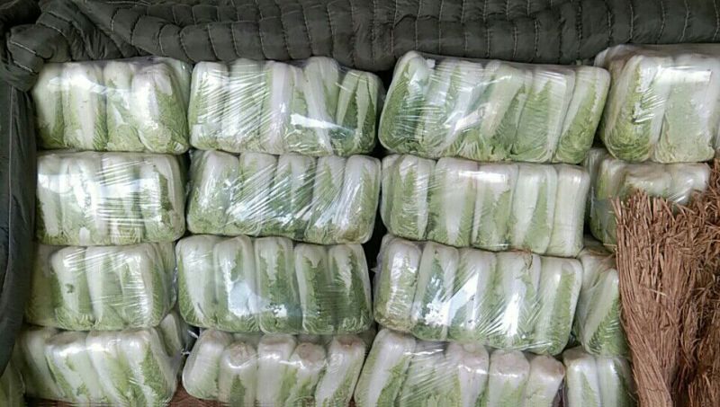 北京新三号白菜4~6斤净菜产地直供质优价廉欢迎采购
