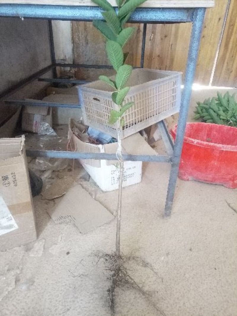 台湾红心番石榴苗送生根粉