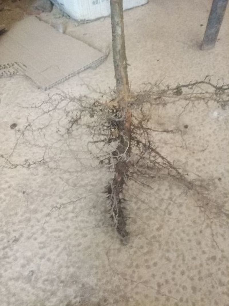 台湾红心番石榴苗送生根粉
