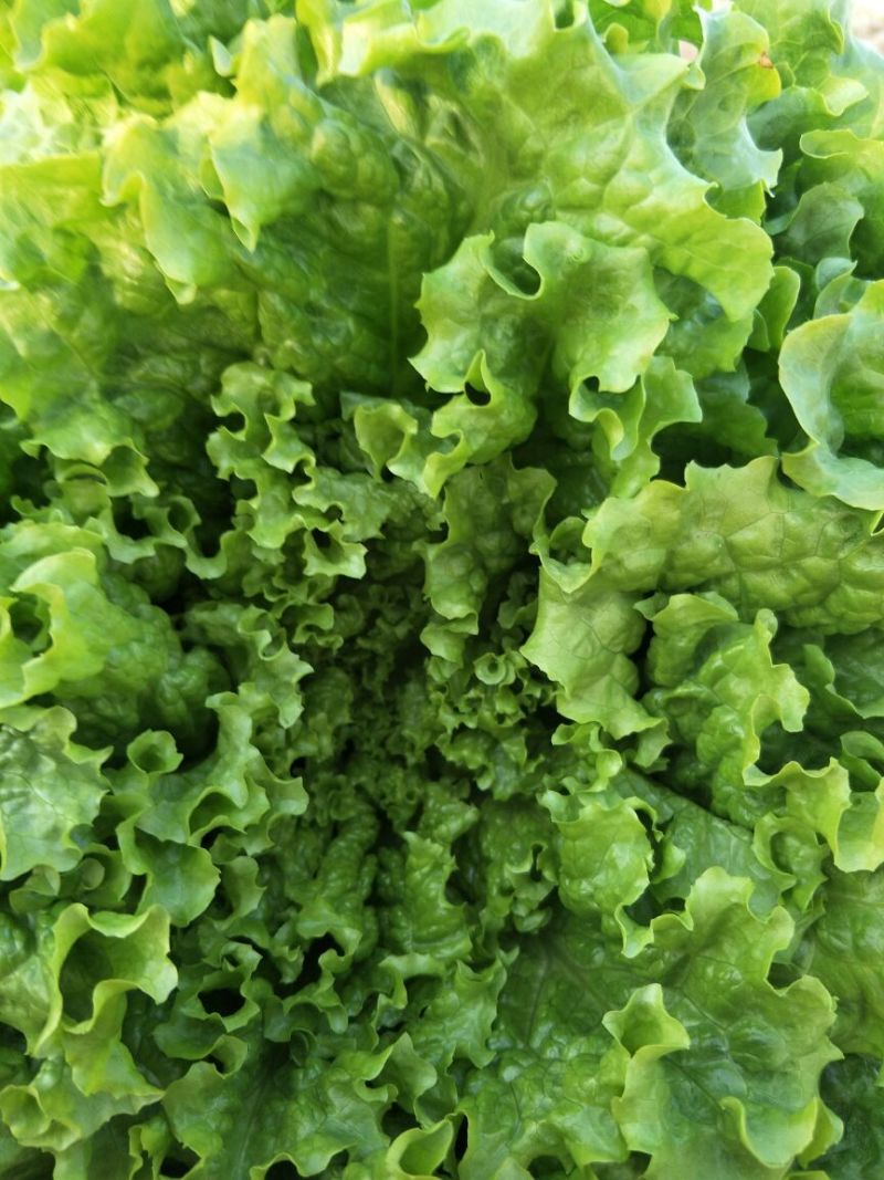 散叶生菜8两~9两，河北唐山市滦南县