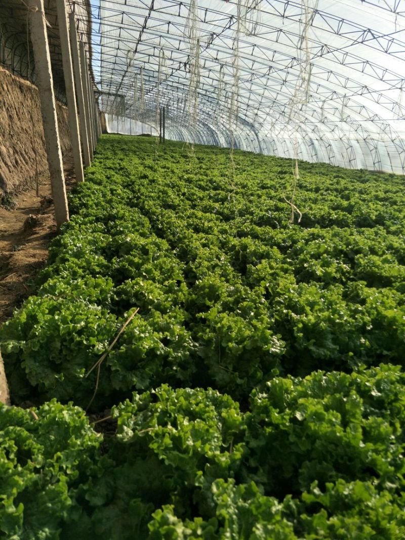 散叶生菜8两~9两，河北唐山市滦南县