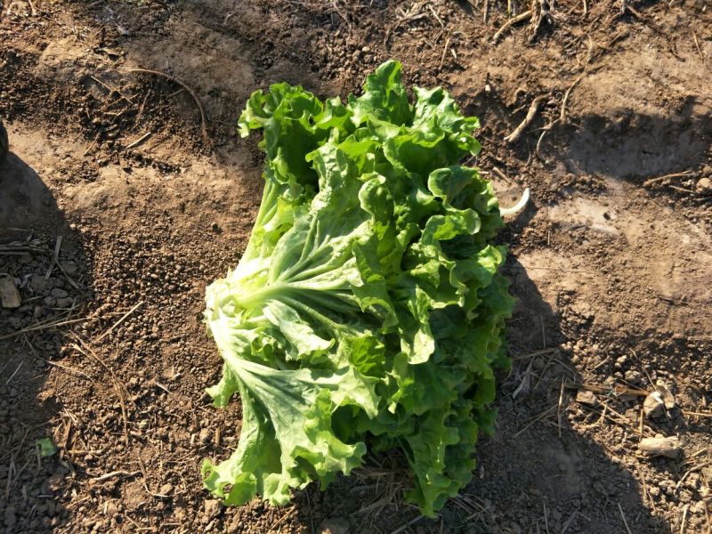 散叶生菜8两~9两，河北唐山市滦南县