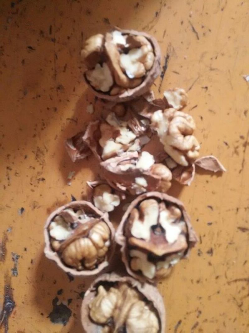 绵核桃25~30mm去皮干