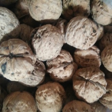 绵核桃25~30mm去皮干