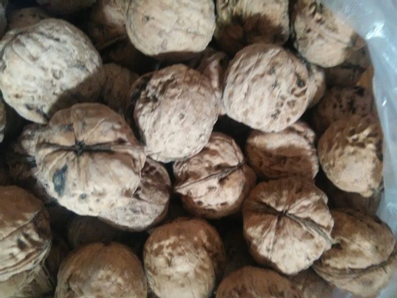 绵核桃25~30mm去皮干