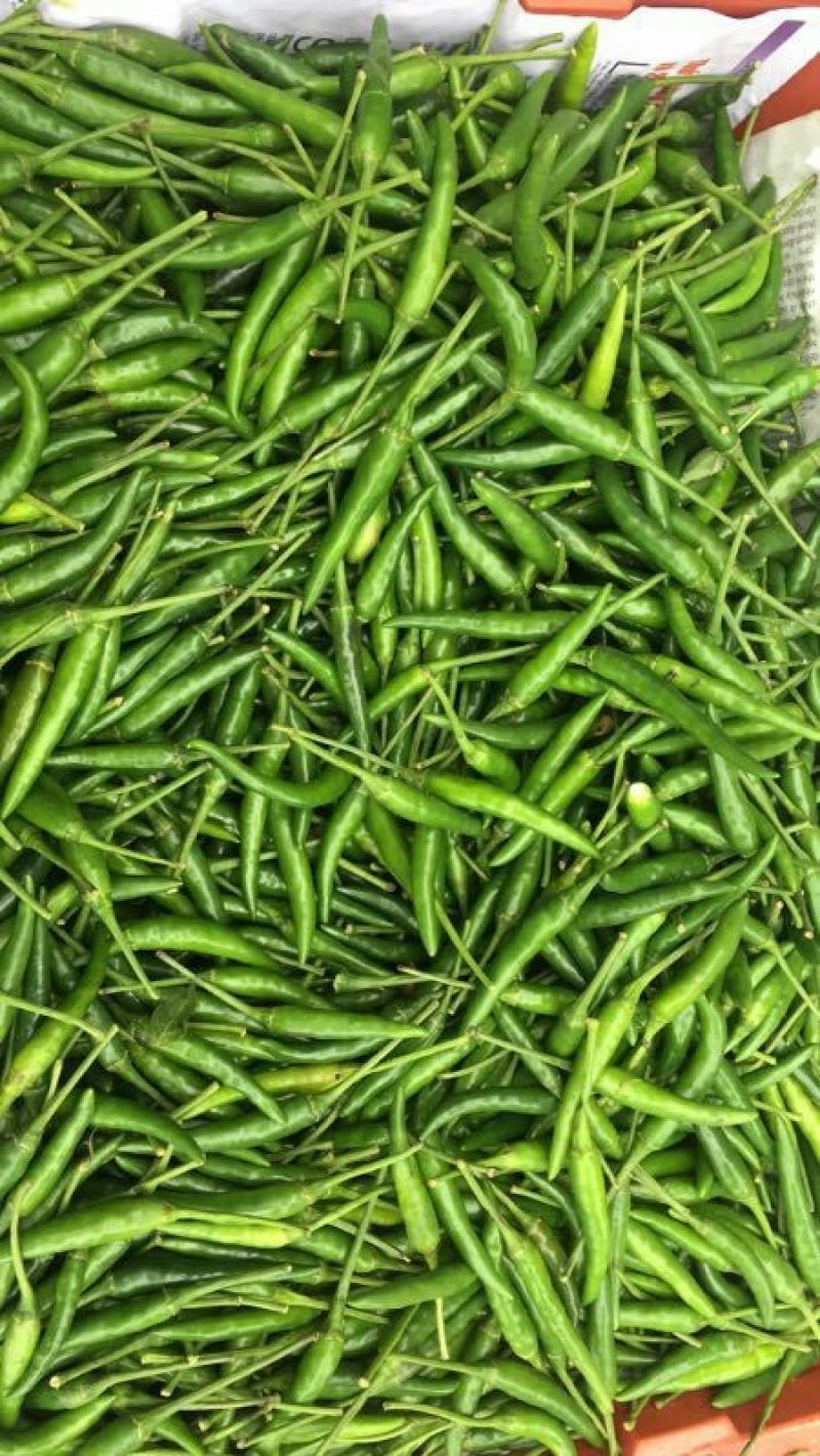 朝天椒5~10厘米中辣青红可摘即将大果上市