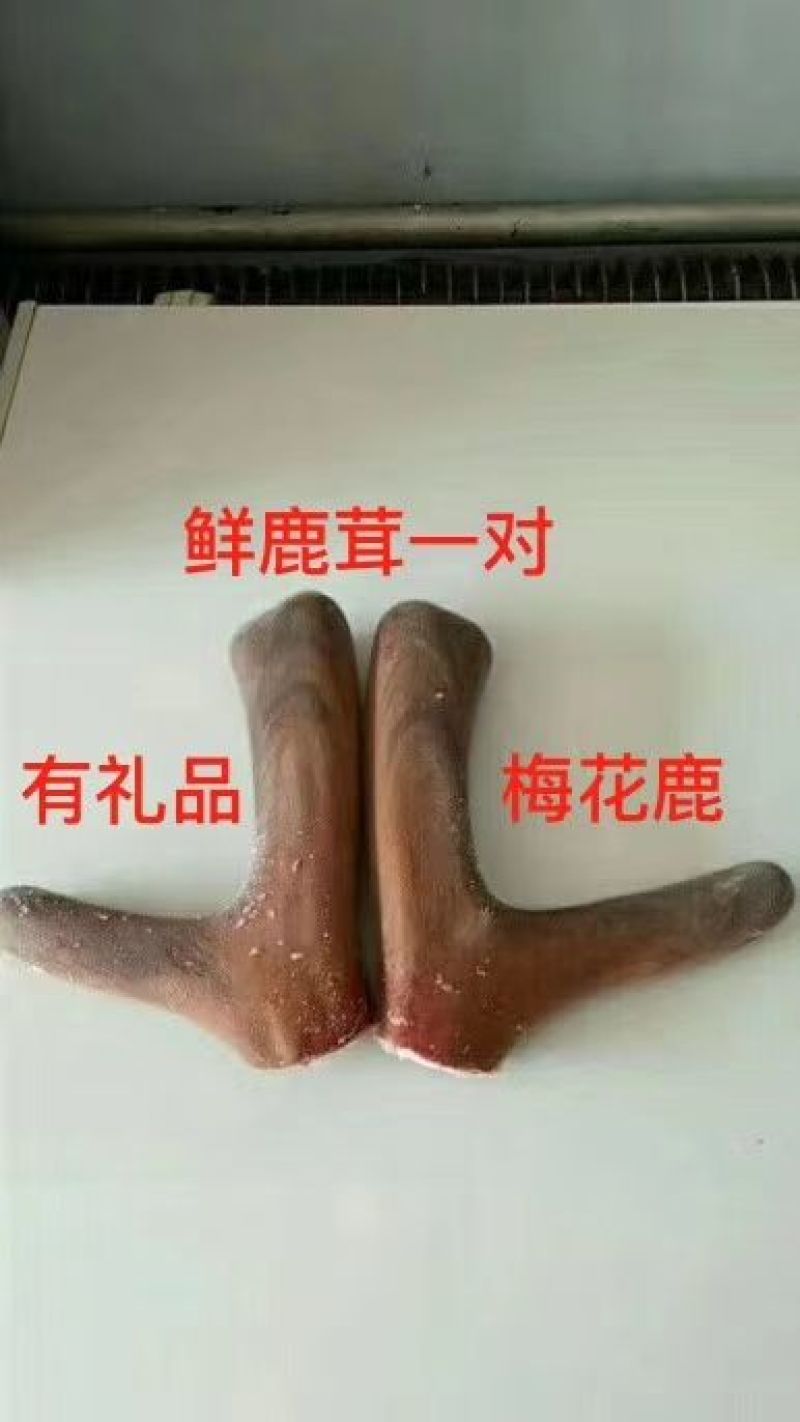鲜鹿茸梅花鹿鲜鹿茸整只切连刀可以选图