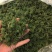 人参花茶一级