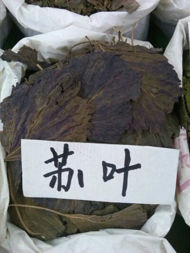紫苏叶苏叶