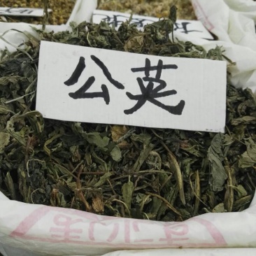 蒲公英根蒲公英