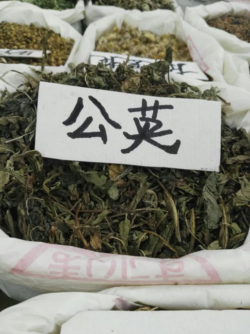 蒲公英根蒲公英
