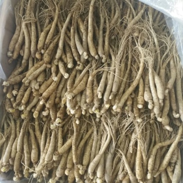 水参鲜参