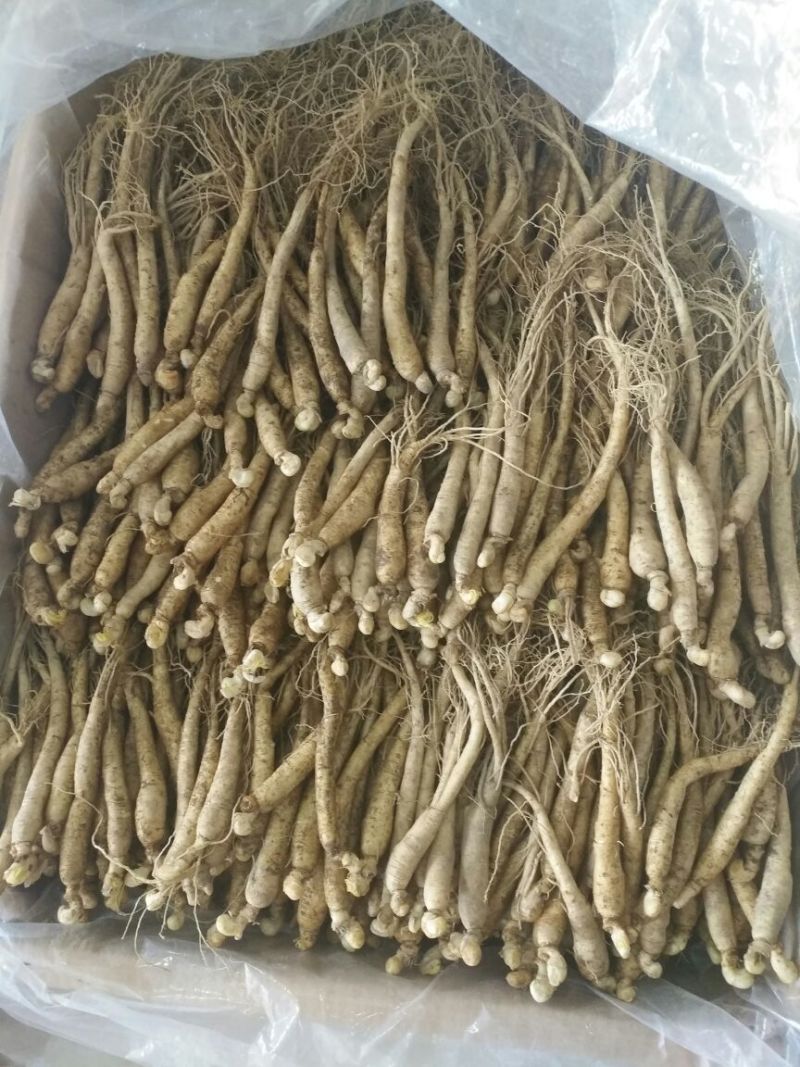 水参鲜参