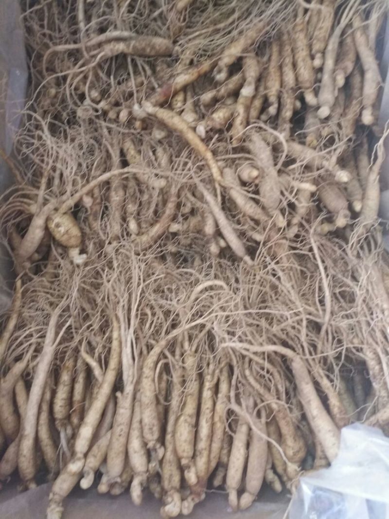 水参鲜参