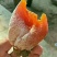 柿饼1~2两