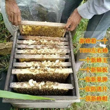 中蜂平箱装