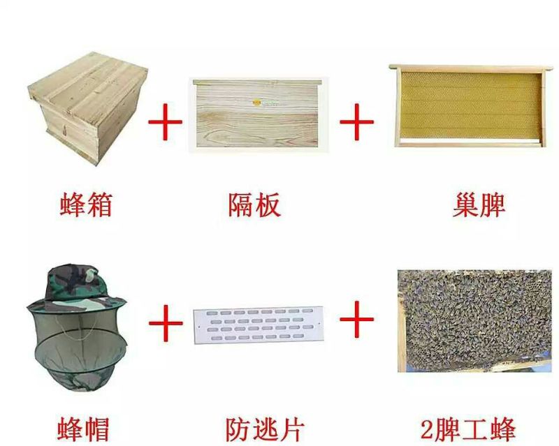 中蜂平箱装