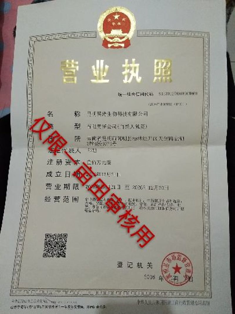 辣木籽印度全黑不含灰棕籽饱满专业决定品质