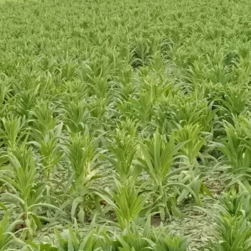 江苏精品贡菜正宗贡菜江苏菜新鲜野菜特菜量大从优