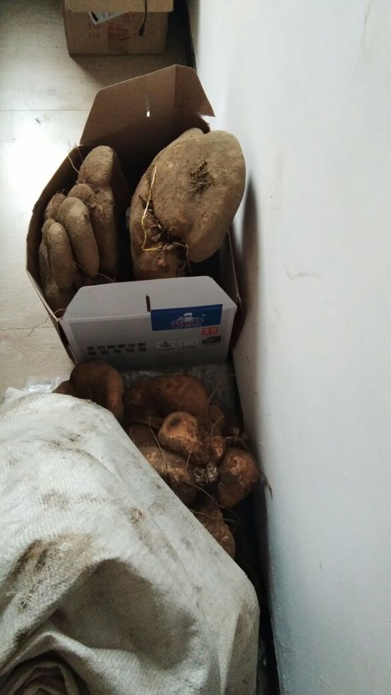 蛇莲
