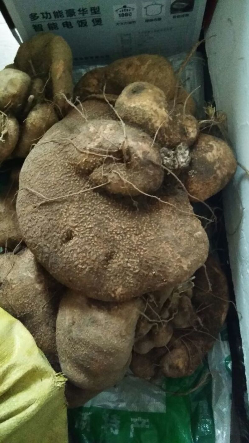 蛇莲