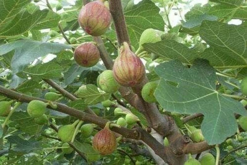 无花果树10~20cm