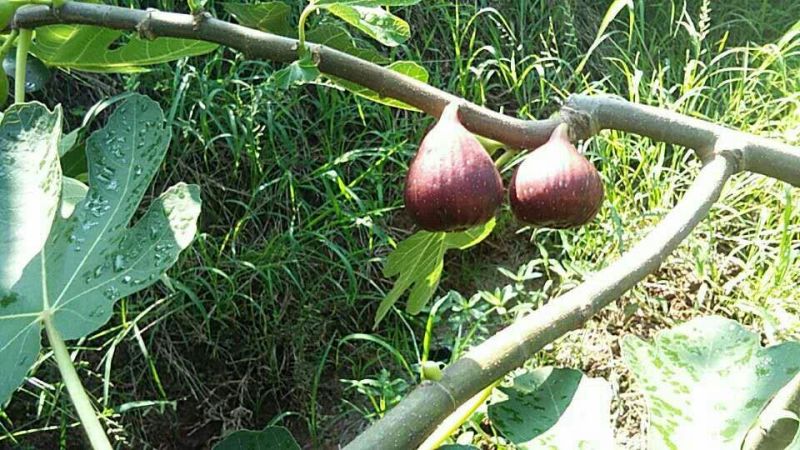 无花果树10~20cm