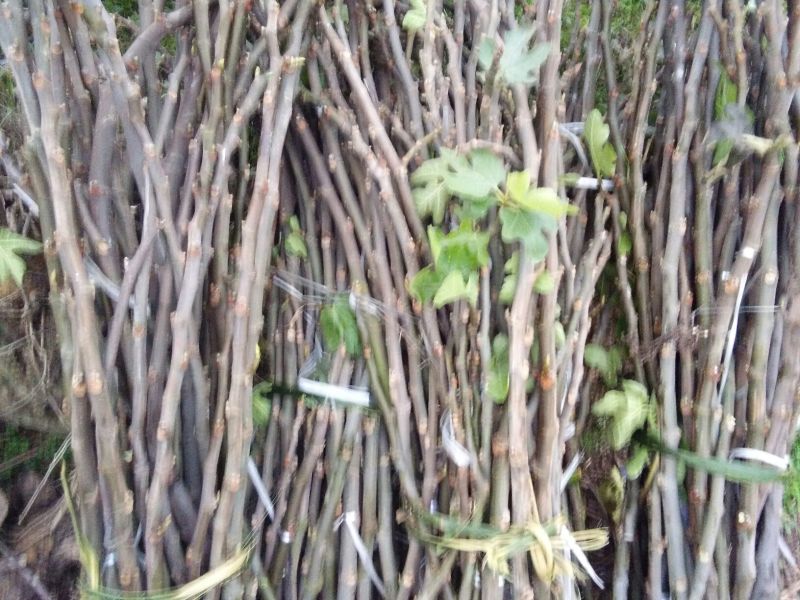 无花果树10~20cm