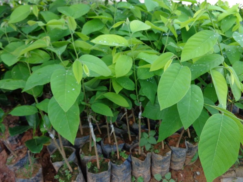 番荔枝苗30~50cm
