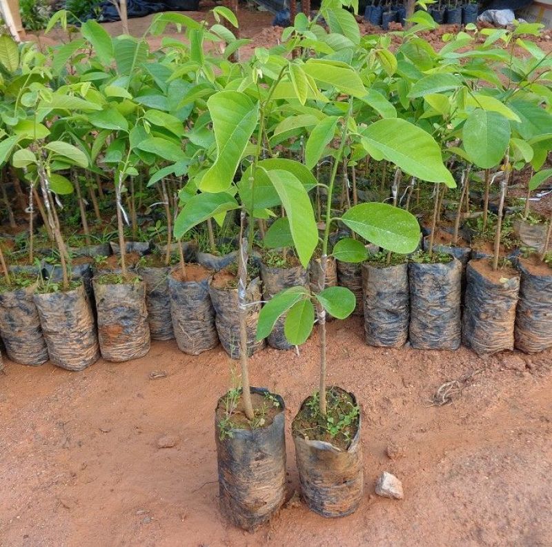 番荔枝苗30~50cm