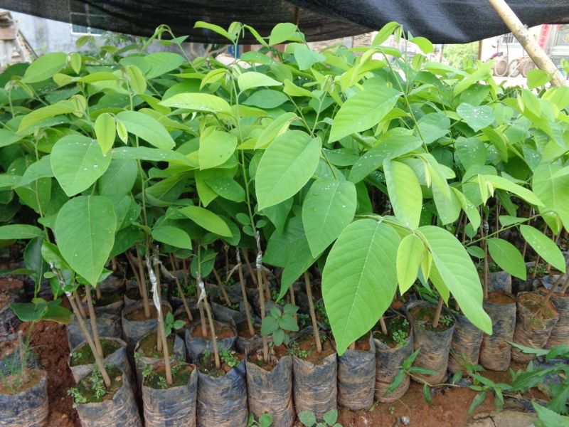 番荔枝苗30~50cm