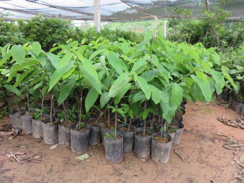 番荔枝苗30~50cm