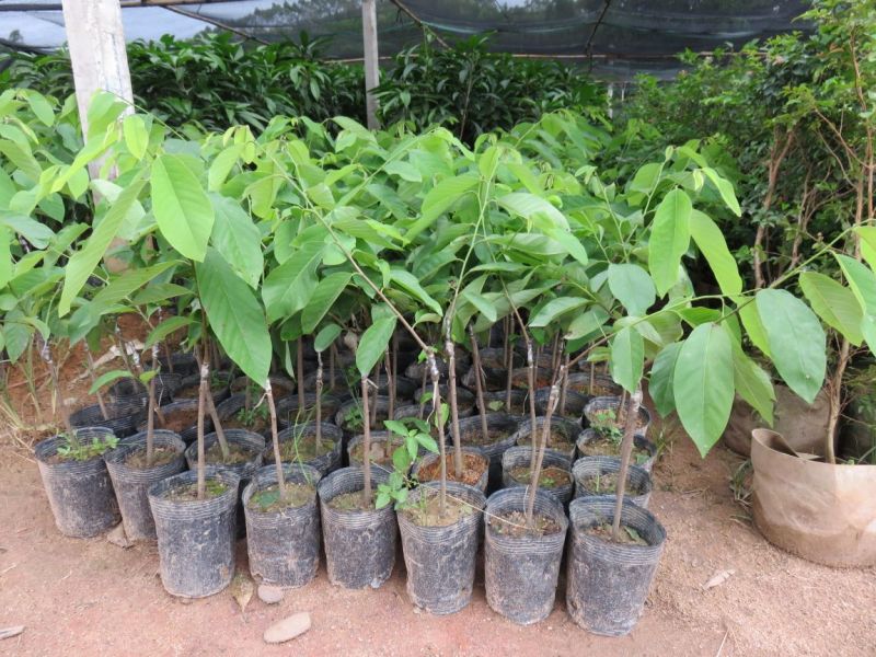 番荔枝苗30~50cm