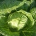 湖北黄心矮颗白菜3---5斤净菜，物美价廉，一手货源