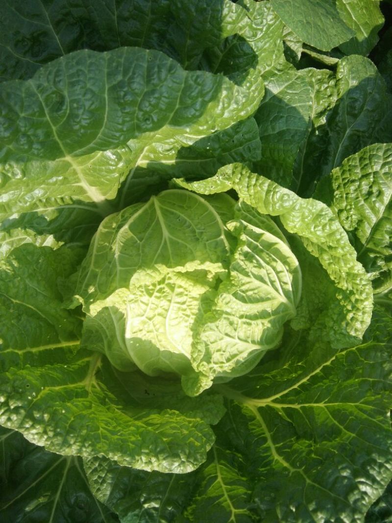 湖北黄心矮颗白菜3---5斤净菜，物美价廉，一手货源