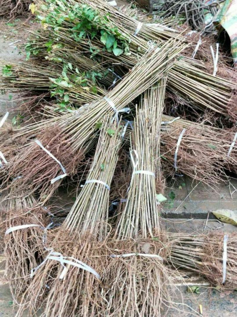樱桃树苗实生樱桃苗樱桃砧木大青叶樱桃树苗
