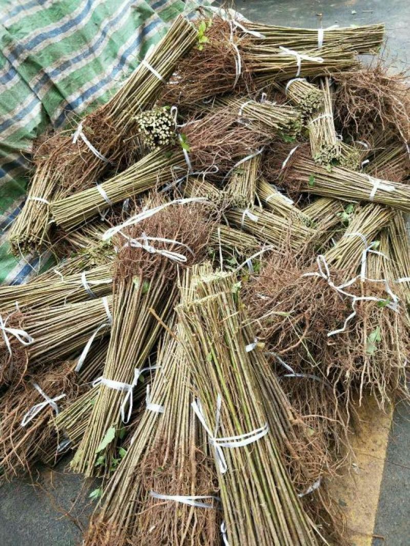樱桃树苗实生樱桃苗樱桃砧木大青叶樱桃树苗