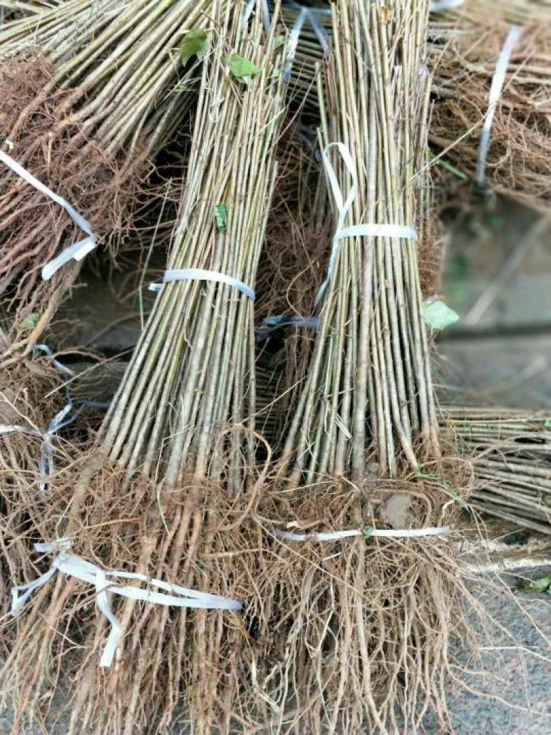 樱桃树苗实生樱桃苗樱桃砧木大青叶樱桃树苗