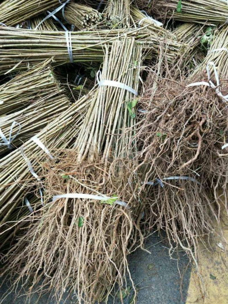 樱桃树苗实生樱桃苗樱桃砧木大青叶樱桃树苗