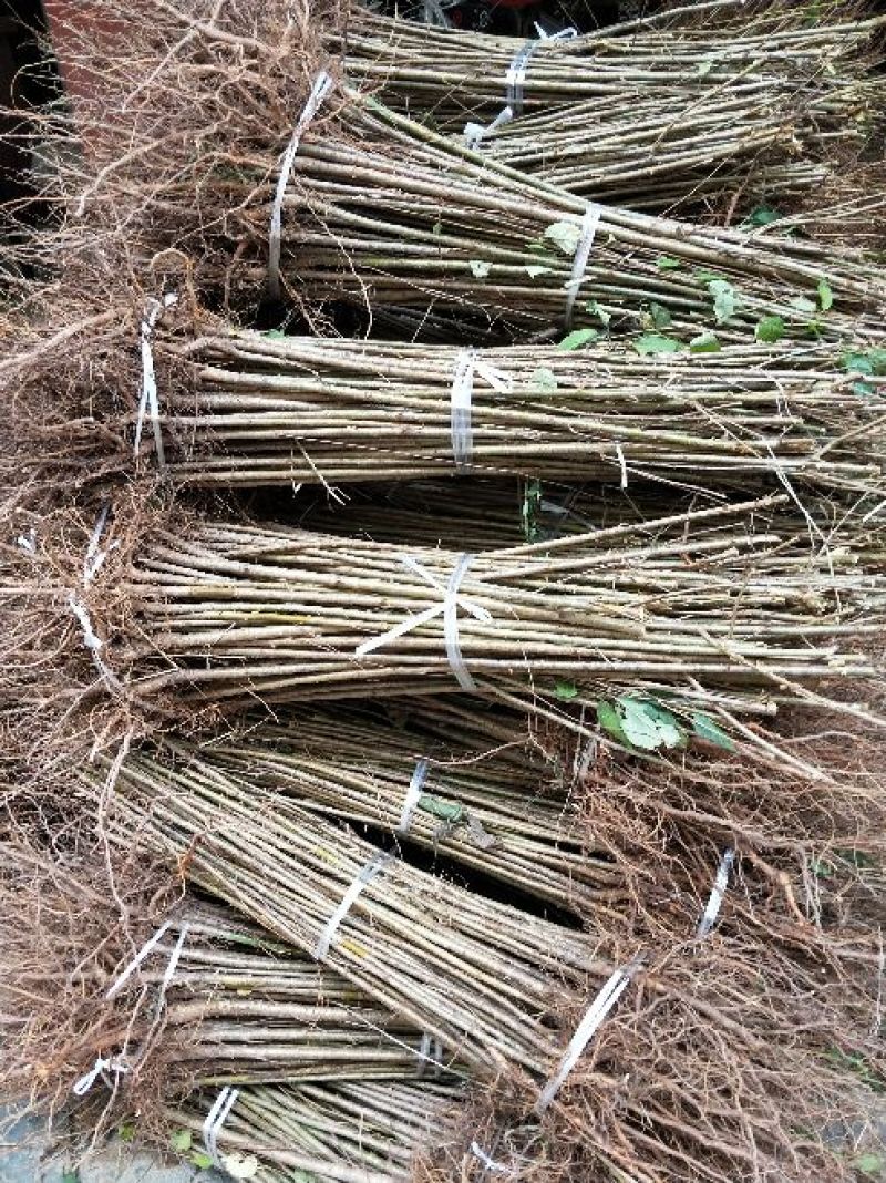 樱桃树苗实生樱桃苗樱桃砧木大青叶樱桃树苗