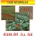 播种机6行小助手多功能手推式蔬菜播种机可调节白菜菜心等