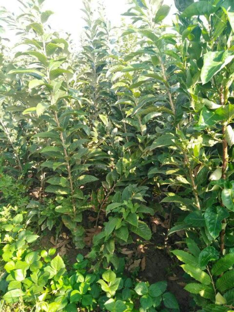 樱桃树苗2年30~50cm，红灯樱桃苗。
