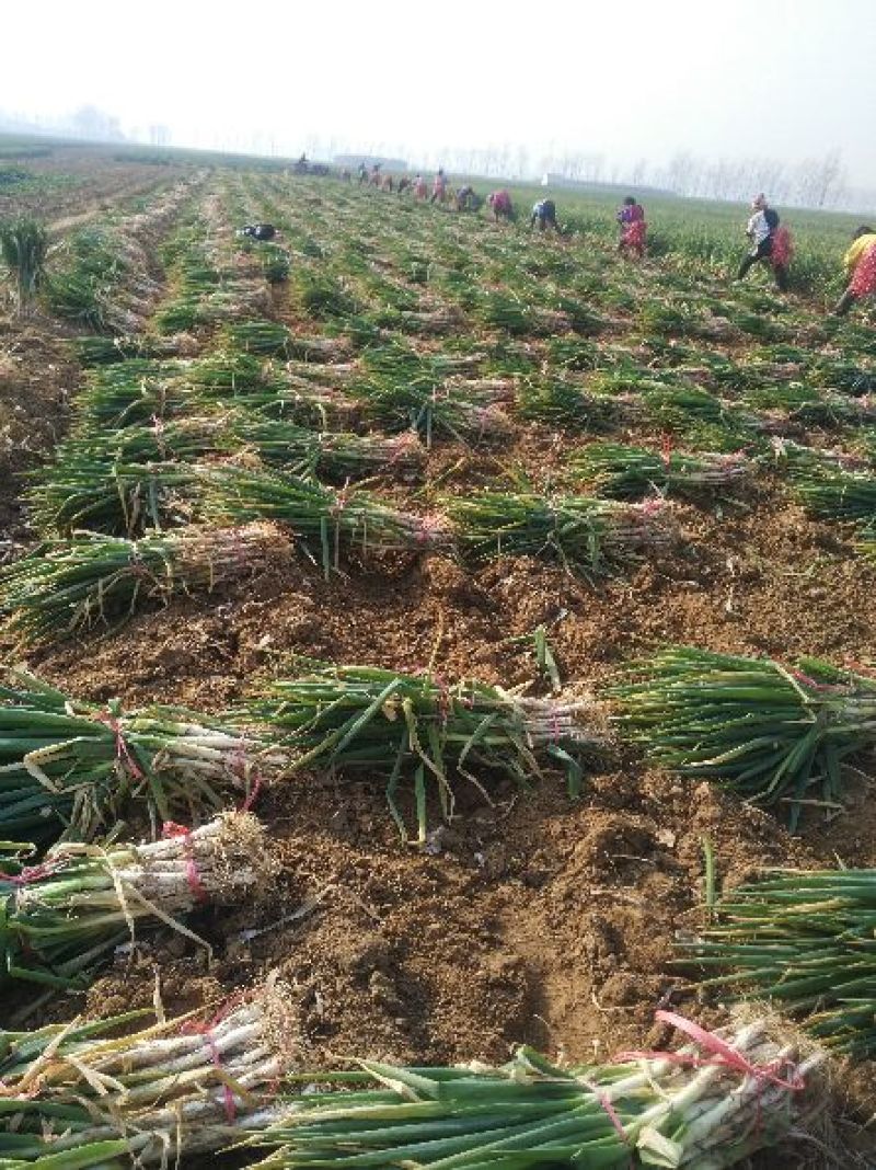 新野大葱-钢葱大量上市精选可分拣2cm左右30~40cm