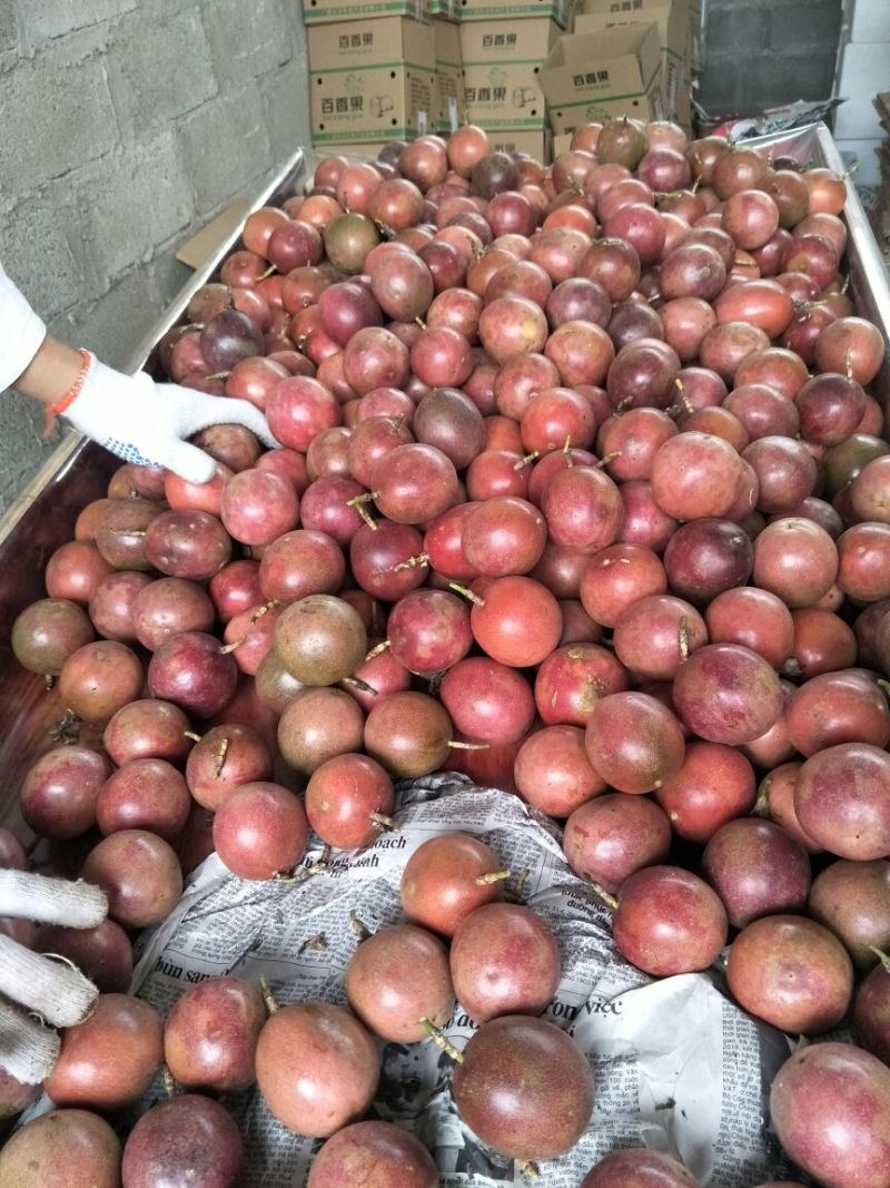 百香果90~100g紫果