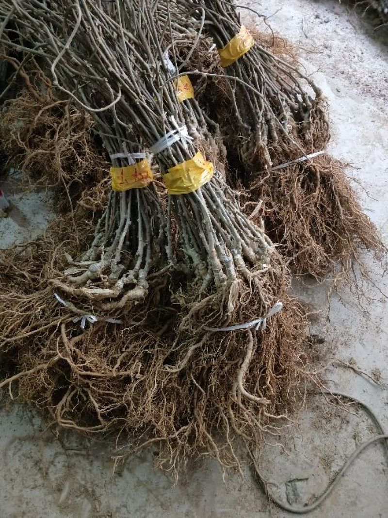 苍溪红心猕猴桃嫁接苗原产地直发2年苗栽后第二年挂果
