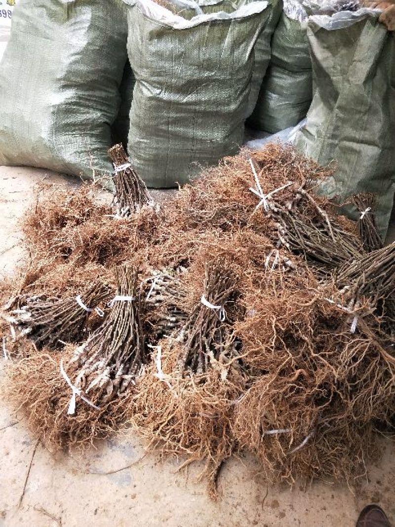 苍溪红心猕猴桃嫁接苗原产地直发2年苗栽后第二年挂果