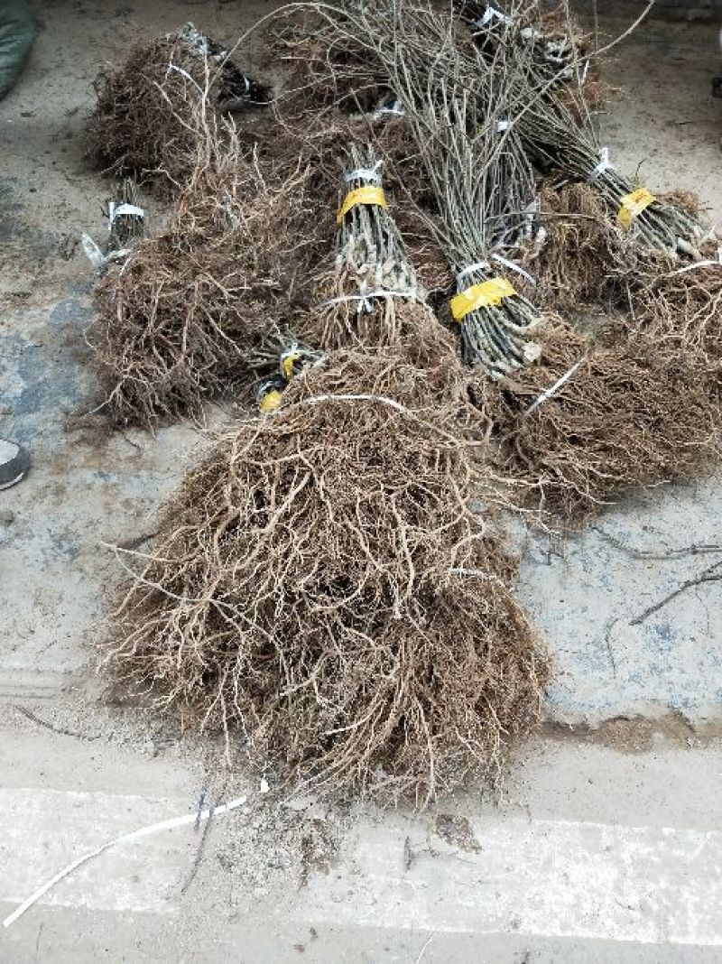 苍溪红心猕猴桃嫁接苗原产地直发2年苗栽后第二年挂果
